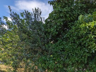 Terreno en venta en Valencia de Alcántara