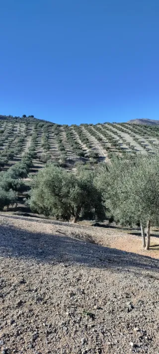 Finca de olivos