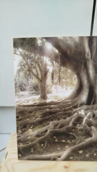 Quadretto Paesaggio Albero Radici