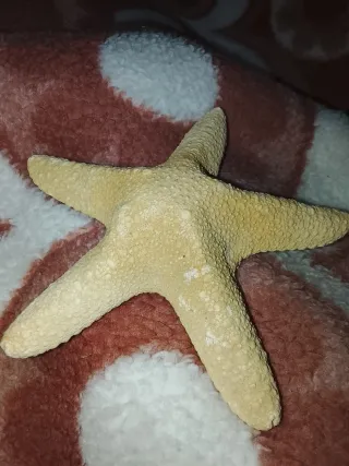 Estrella de mar real antigua