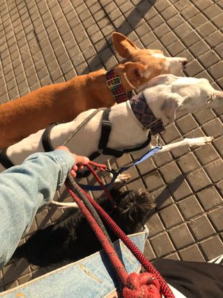 Paseador de perros