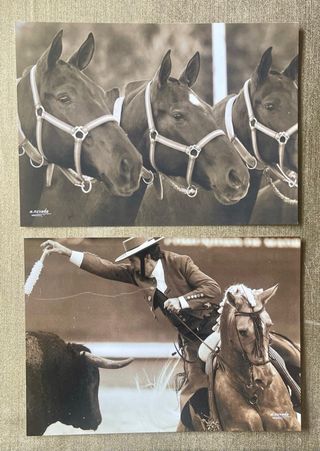 FOTOS DE CABALLOS DE A. NAVASO