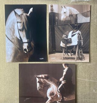 FOTOS DE CABALLOS DE A. NAVASO