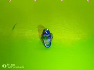 3-Collar y 4-anillos de cuentas