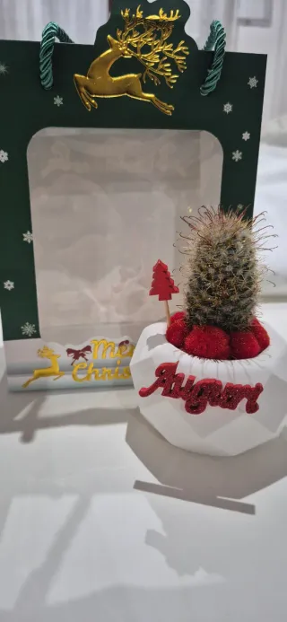 Cactus piante grasse composizioni