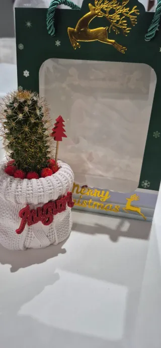 Cactus piante grasse composizioni