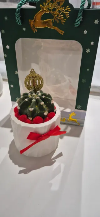 Cactus piante grasse composizioni