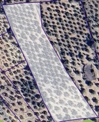 Finca 2 fanegas de olivos.