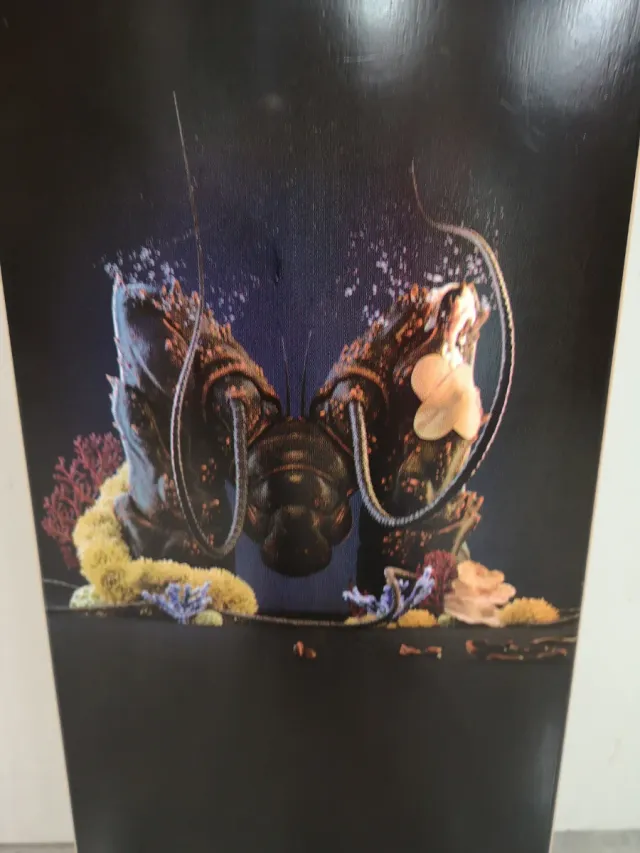 Tavola da skate Jart O Marisquiño