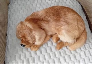 Cane peluche realistico