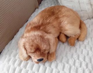 Cane peluche realistico