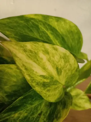 Potos Epipremnum Marble Queen