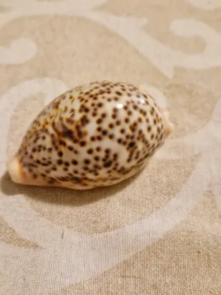 Conchiglia esotica tigrata