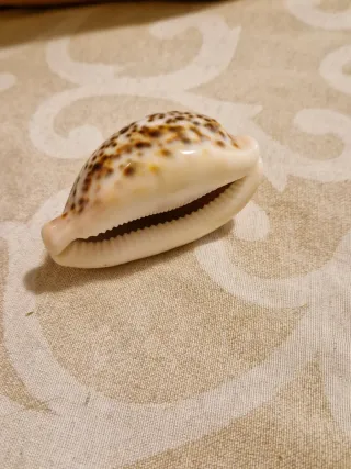 Conchiglia esotica tigrata