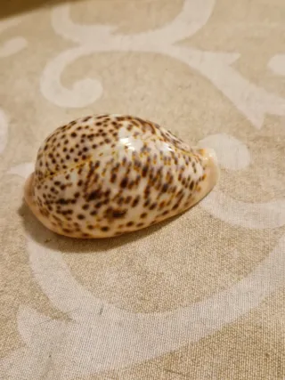 Conchiglia esotica tigrata