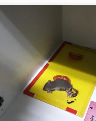 Trampas Adhesivas Tritón L para Ratas