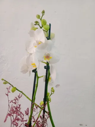 Orquídea Phalaenopsis Blanca