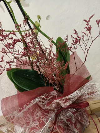 Orquídea Phalaenopsis Blanca