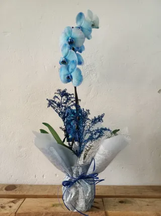 Orquídea Phalaenopsis Azul