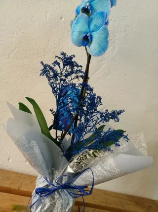 Orquídea Phalaenopsis Azul