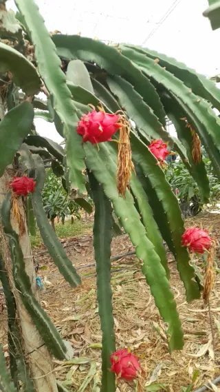 Esquejes de Pitaya (Fruta del Dragón)