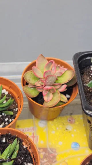 Se cambian/regalan plantas