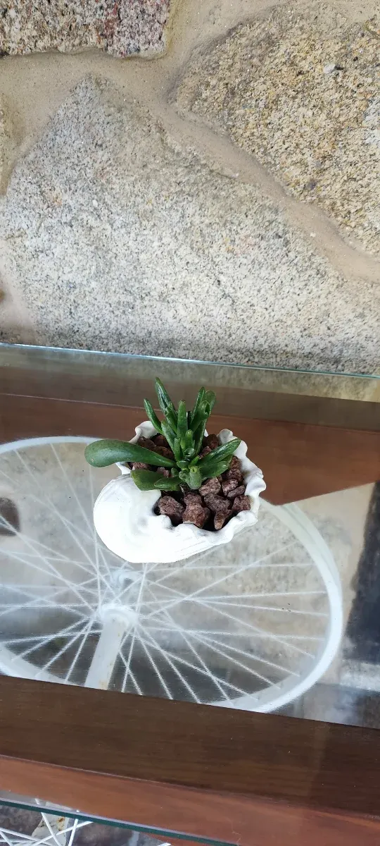 Concha Decorativa Cemento