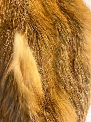 Chaleco de zorro canadiense vintage único.