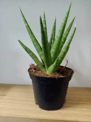 Sansevieria Mini Francisii