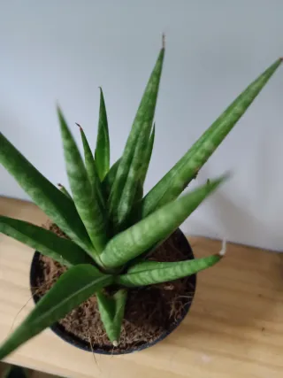 Sansevieria Mini Francisii