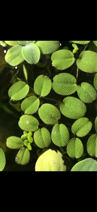 Piante acquario rosse e verdi
