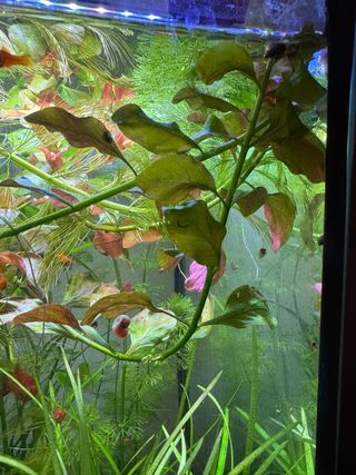 Piante acquario rosse e verdi