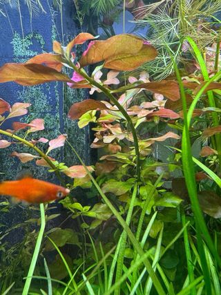 Piante acquario rosse e verdi