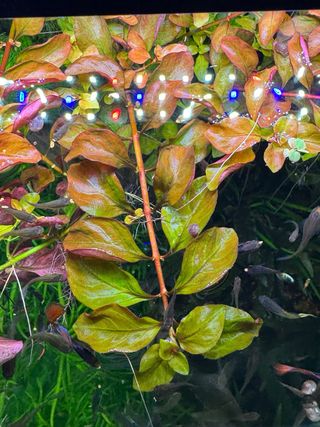 Piante acquario rosse e verdi