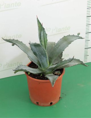Agave Americana en Maceta