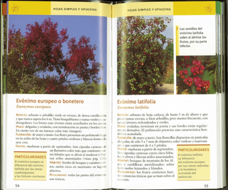 Cómo distinguir Árboles de España