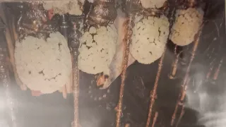 Documento Rocio Jurado Martes Santo