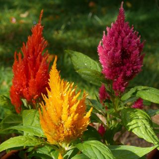 Celosia argentea plumosa 'Mix' Eleganza