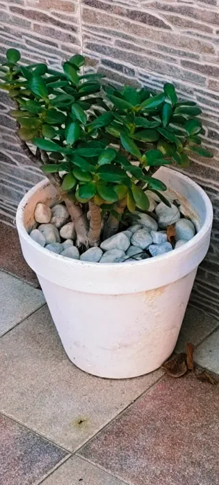 PLANTAS JADE.