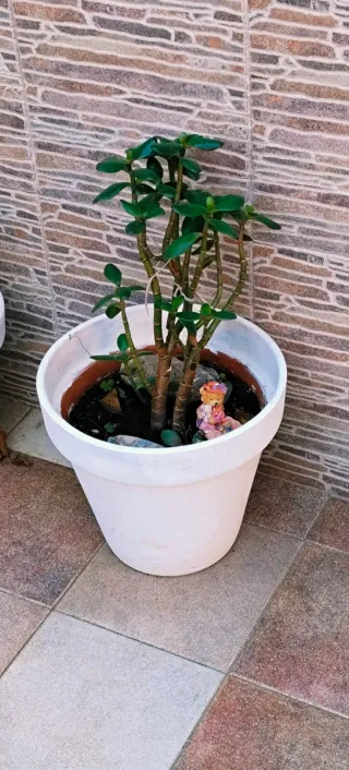 PLANTAS JADE.