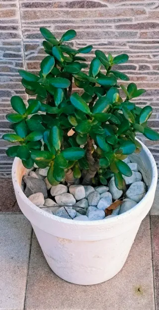 PLANTAS JADE.