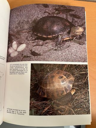 Gran libro de las tortugas, el