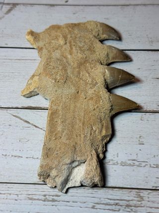 Fósil de mandíbula de mosasaurios