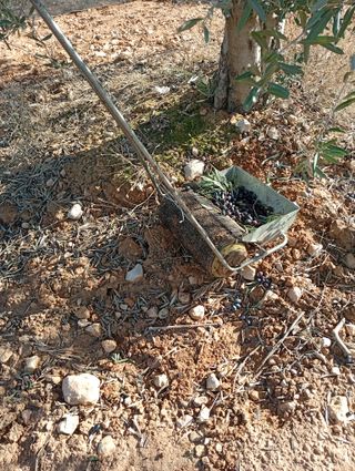 Rodillo pinchos para recoger aceitunas