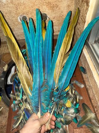 Plumas Guacamayo Azul y Amarillo