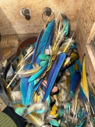 Plumas Guacamayo Azul y Amarillo