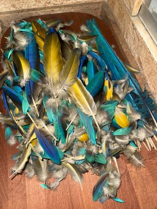 Plumas Guacamayo Azul y Amarillo