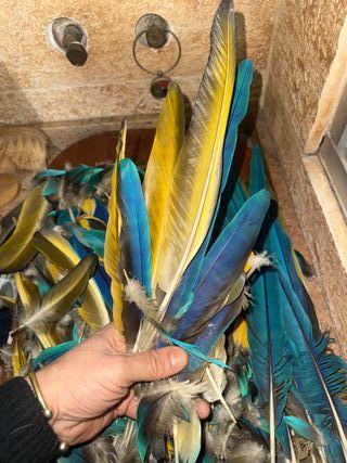 Plumas Guacamayo Azul y Amarillo