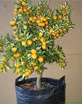 Kumquat (Naranjo Chino) Frutal