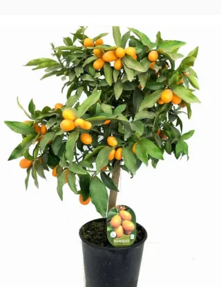 Kumquat (Naranjo Chino) Frutal